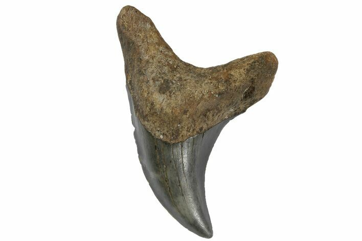 Rare, Fossil Mackerel Shark (Parotodus) Tooth - North Carolina #182696